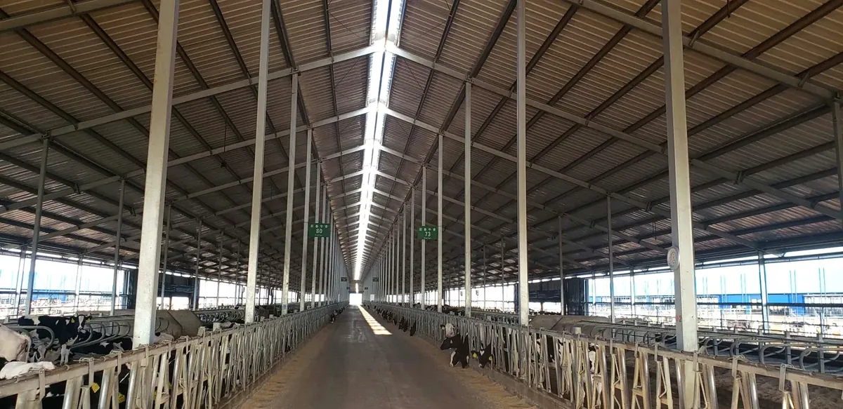 Interior of a portal frame dairy building at the Yili Zhangwu farming complex
